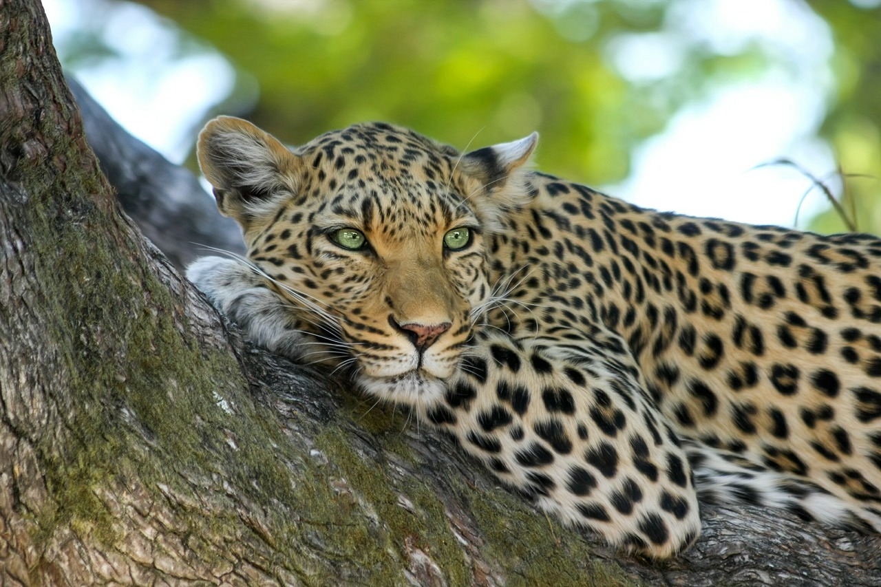 12 Reasons Why Is Wildlife Conservation Important?